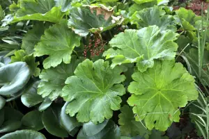 Darmera-peltata-feuilles_original