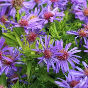 3_fleur__feuilles_original