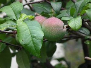 14_feuilles_original